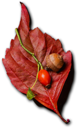 MTapas - Catering og selskapslokaler